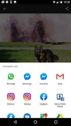 Play Imagenes del Pastor Aleman and enjoy Imagenes del Pastor Aleman with UptoPlay Play Imagenes del Pastor Aleman and enjoy Imagenes del Pastor Aleman with UptoPlay