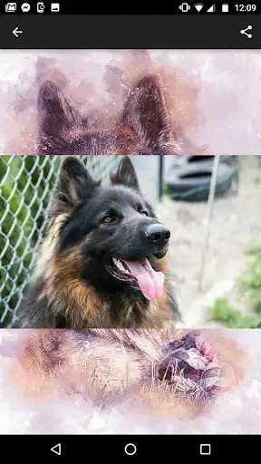 Play Imagenes del Pastor Aleman as an online game online Imagenes del Pastor Aleman with UptoPlay com.sam19apps.pastoraleman Play Imagenes del Pastor Aleman as an online game Imagenes del Pastor Aleman with UptoPlay