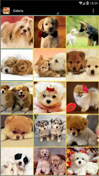 Play Imagenes de Perritos HD as an online game Imagenes de Perritos HD with UptoPlay