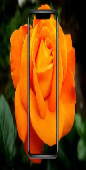 Play imagenes de rosas hermosas y p and enjoy imagenes de rosas hermosas y p with UptoPlay Play imagenes de rosas hermosas y p and enjoy imagenes de rosas hermosas y p with UptoPlay