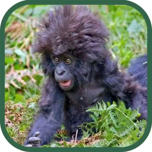 Free play online Imagenes Graciosas APK