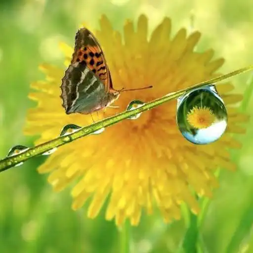 Play Imagenes Naturaleza APK Play Imagenes Naturaleza APK