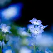 Free play online Image Wallpapers APK