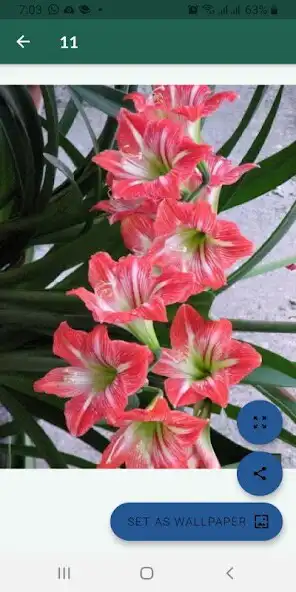 Play Imágenes de flores hermosas  and enjoy Imágenes de flores hermosas with UptoPlay