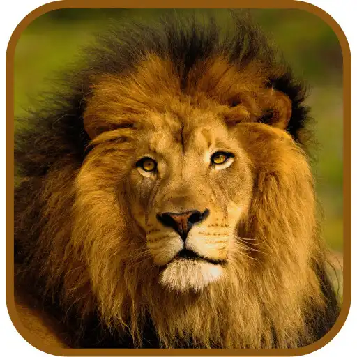 Play Imágenes de leones APK Play Imágenes de leones APK