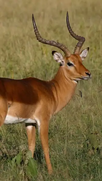 Play Impala Wallpaper  and enjoy Impala Wallpaper with UptoPlay