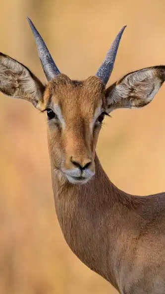 Play Impala Wallpaper as an online game Impala Wallpaper with UptoPlay