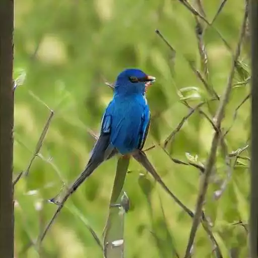 Play InAppBilling APK