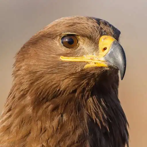 Run free android online IndianEagles.Team APK