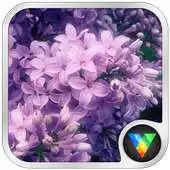 Free play online Inflorescence Live Wallpaper APK