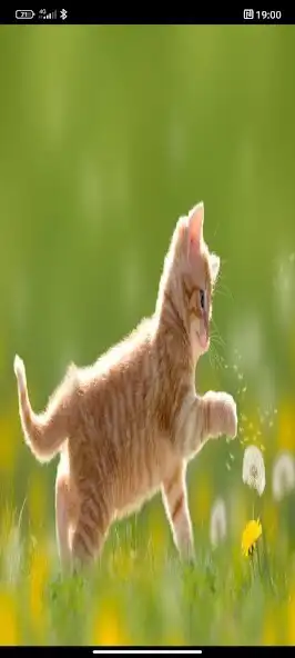 Play info animal as an online game info animal with UptoPlay