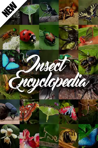 Play Insect Encyclopedia  and enjoy Insect Encyclopedia with UptoPlay