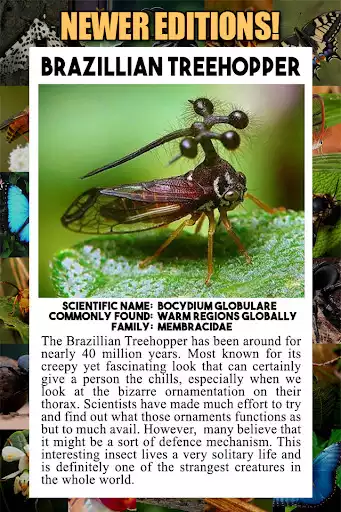 Play Insect Encyclopedia as an online game Insect Encyclopedia with UptoPlay