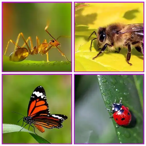 Play Insect Explorer Game APK Play Insect Explorer Game APK
