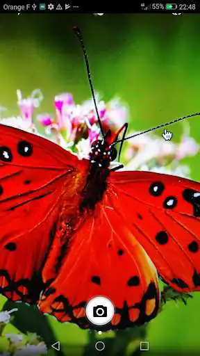 Play Insect Identifier  and enjoy Insect Identifier with UptoPlay