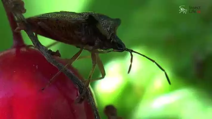 Play Insect Life