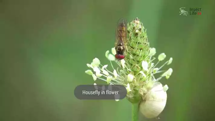 Play Insect Life