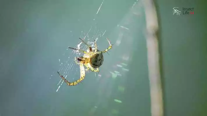 Play Insect Life