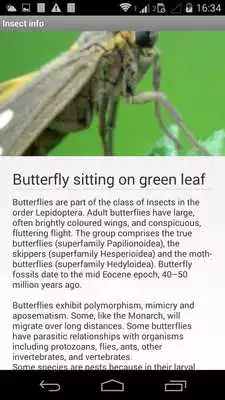Play Insect Life