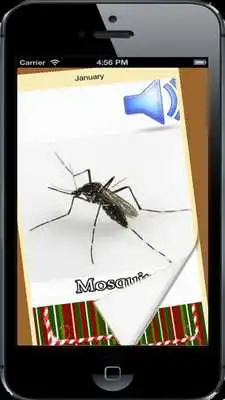 Play Insects for Info Kids