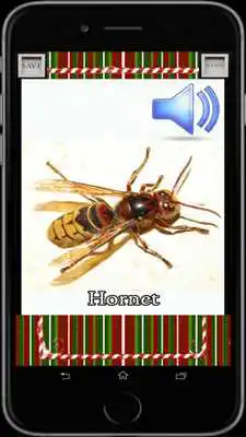 Play Insects for Info Kids