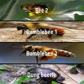 Free play online Insect sounds and ringtones APK Free play online Insect sounds and ringtones APK