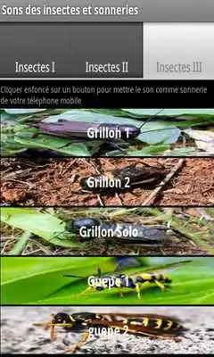 Play Insect sounds and ringtones