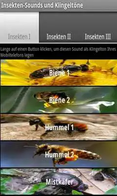 Play Insect sounds and ringtones