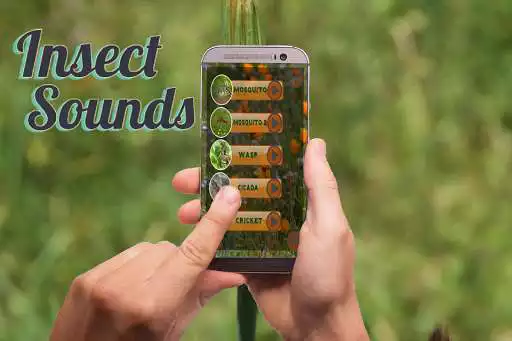 Play Insect Sounds