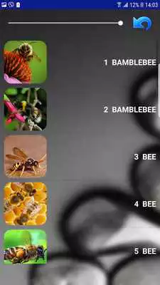 Play Insect Sounds