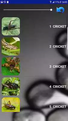 Play Insect Sounds