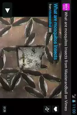 Play Insects