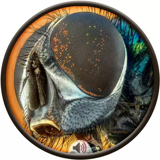 Play Insects Sounds APK Play Insects Sounds APK