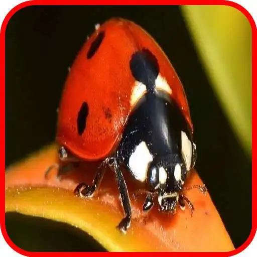 Play Insect Wallapper APK