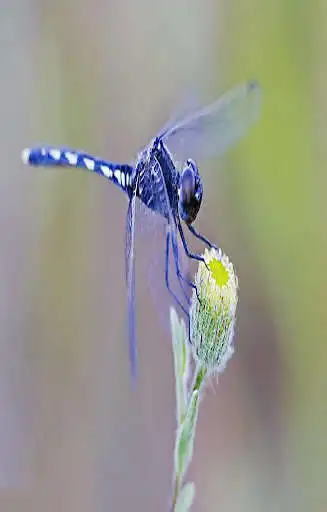 Play Insect Wallapper  and enjoy Insect Wallapper with UptoPlay