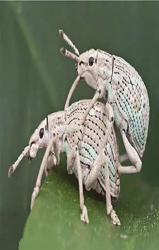 Play Insect Wallapper as an online game Insect Wallapper with UptoPlay