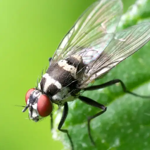 Play Insect Wallpaper APK