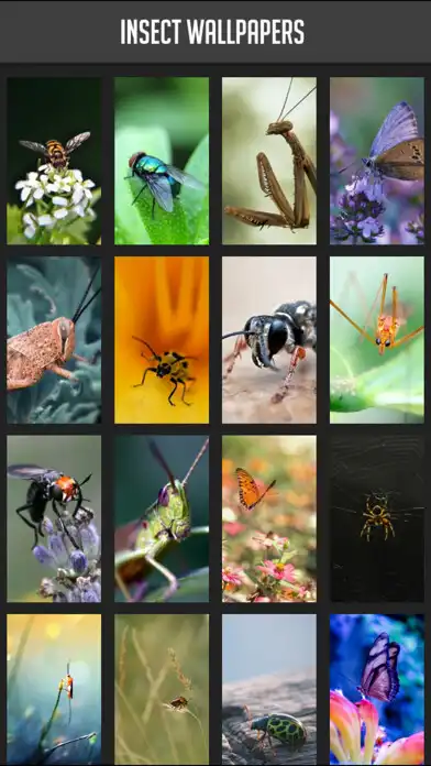 Play Insect Wallpaper and enjoy Insect Wallpaper with UptoPlay Play Insect Wallpaper and enjoy Insect Wallpaper with UptoPlay