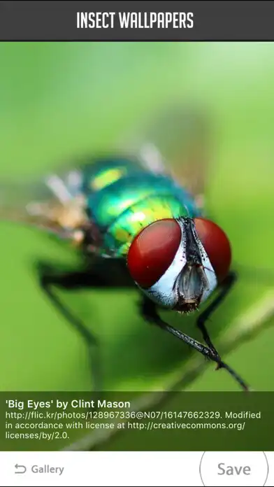 Play Insect Wallpaper as an online game online Insect Wallpaper with UptoPlay Play Insect Wallpaper as an online game Insect Wallpaper with UptoPlay