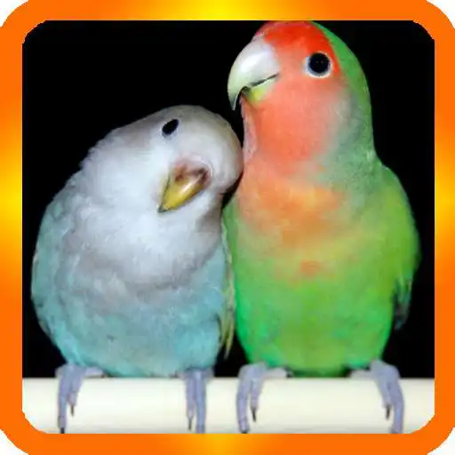 Play Inseparable lovebirds APK