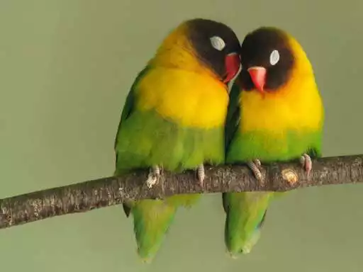Play Inseparable lovebirds  and enjoy Inseparable lovebirds with UptoPlay