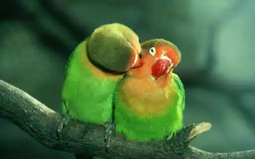 Play Inseparable lovebirds as an online game Inseparable lovebirds with UptoPlay