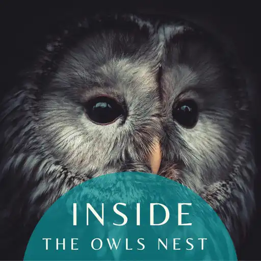 Play Inside the Owls Nest APK Play Inside the Owls Nest APK