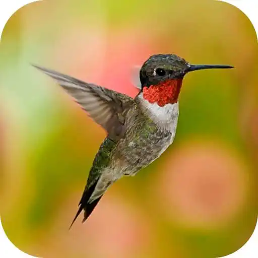 Play Inspirational Quotes Sayings APK Play Inspirational Quotes Sayings APK