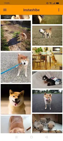 Play Instashibe  and enjoy Instashibe with UptoPlay