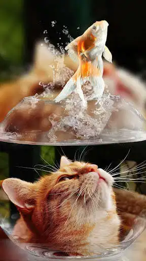 Play Interactive Kitten  and enjoy Interactive Kitten with UptoPlay