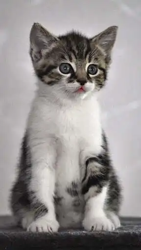 Play Interactive Kitten as an online game Interactive Kitten with UptoPlay