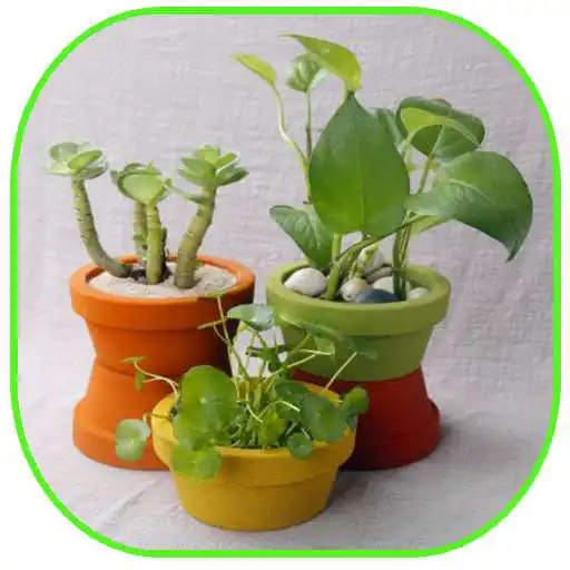 Play Interesting and minimalist flower pots APK