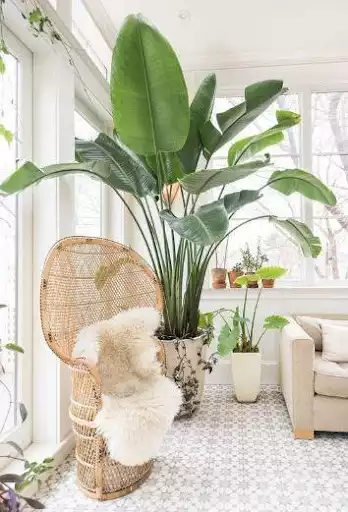 Play APK Interior Plant ideas  and enjoy Interior Plant ideas with UptoPlay com.InteriorPlantIdeas.eshall