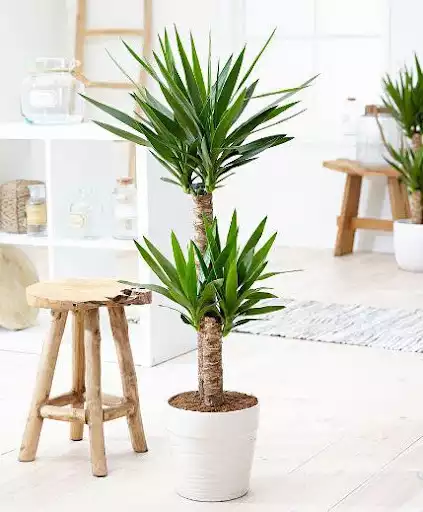 Play APK Interior Plant ideas  and enjoy Interior Plant ideas with UptoPlay com.InteriorPlantIdeas.eshall